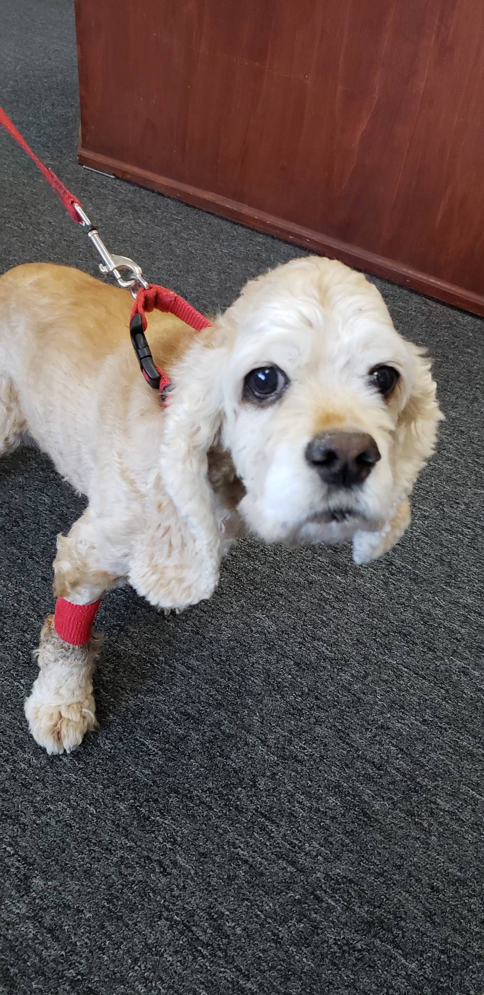 Meet Daisy the Cocker Spaniel. Daisy is coming to the healing place and receiving Ozone therapy for protein losing enteropathy